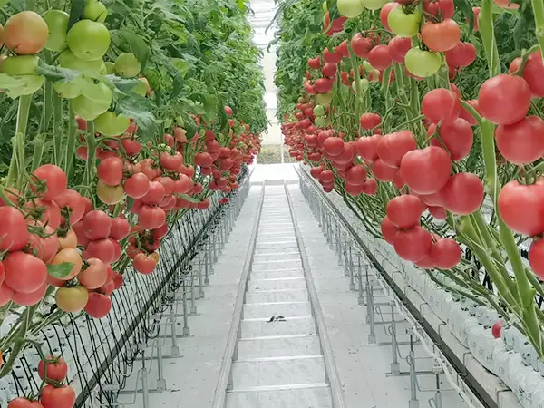 Akıllı sera için kaplama malzemeleri nasıl seçilir