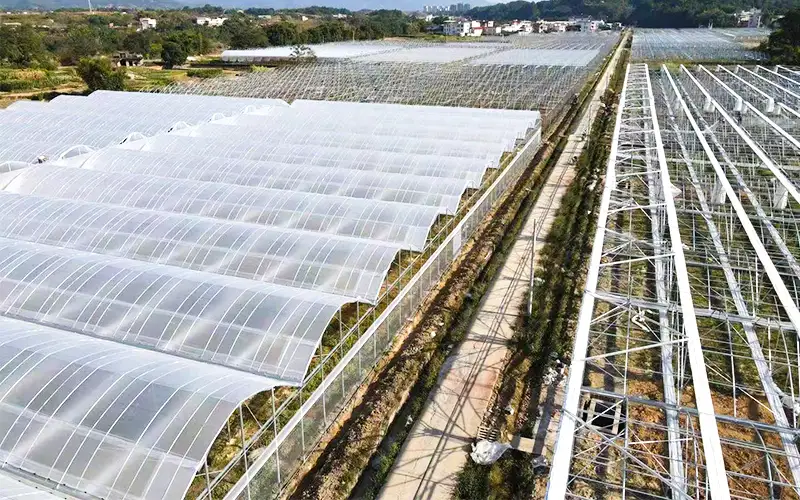 Üretimi artırmak ve yüksek sıcaklık problemini çözmek için sırt - havalandırılmış plastik serayı keşfedin