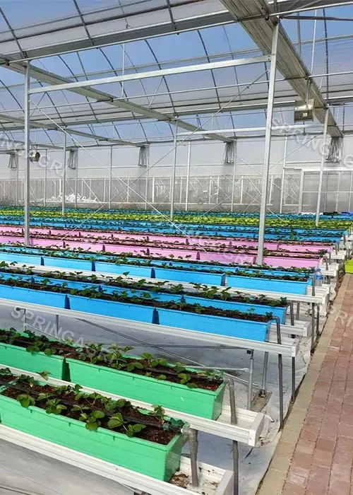 Huyang İlçesi serası