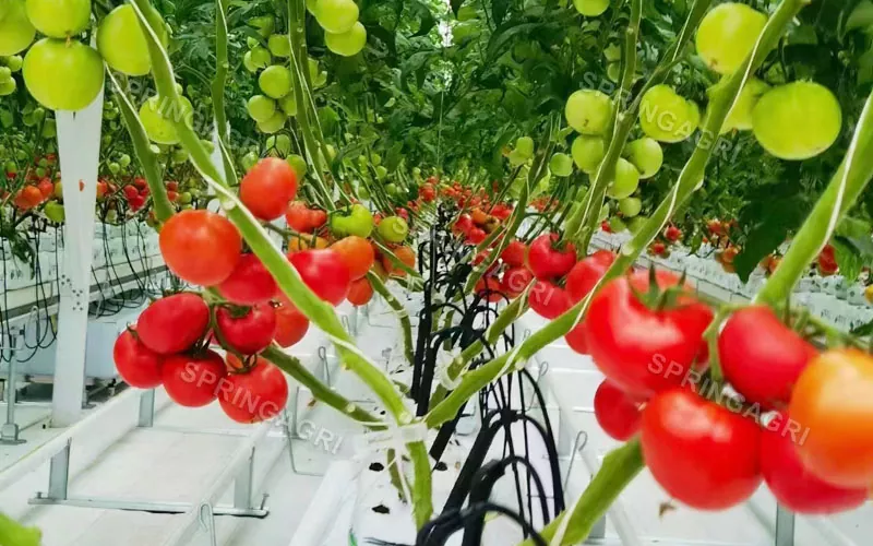 Multispan Plastik Domates Serası